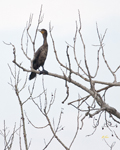 Double crested Cormorant 4375